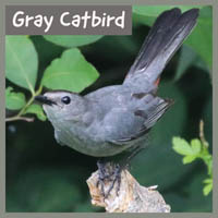 Gray Catbird